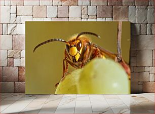 Πίνακας, Close-Up of a Hornet Κοντινό πλάνο ενός Hornet