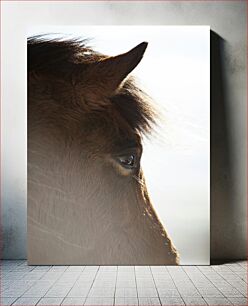 Πίνακας, Close-up of a Horse Κοντινό πλάνο ενός αλόγου