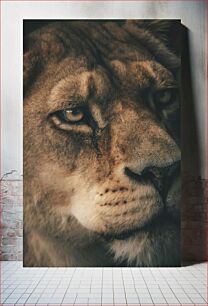 Πίνακας, Close-up of a Lion's Face Κοντινό πλάνο του προσώπου ενός λιονταριού