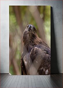 Πίνακας, Close-up of a Majestic Eagle Κοντινό πλάνο ενός μεγαλοπρεπούς αετού