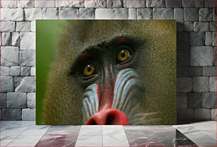 Πίνακας, Close-up of a Mandrill Κοντινό πλάνο ενός μανδριλιού