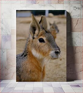 Πίνακας, Close-up of a Mara Κοντινό πλάνο μιας Mara