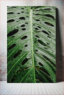 Πίνακας, Close-Up of a Monstera Leaf with Raindrops Κοντινό πλάνο ενός φύλλου Monstera με σταγόνες βροχής