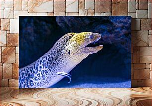 Πίνακας, Close-up of a Moray Eel Κοντινό πλάνο ενός χελιού