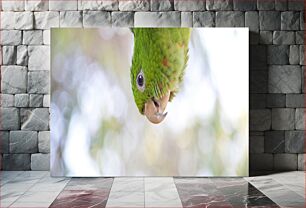 Πίνακας, Close-Up of a Parrot Κοντινό πλάνο ενός παπαγάλου