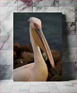 Πίνακας, Close-up of a Pelican Κοντινό πλάνο ενός πελεκάνου