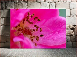 Πίνακας, Close-up of a Pink Flower Κοντινό πλάνο ενός ροζ λουλουδιού