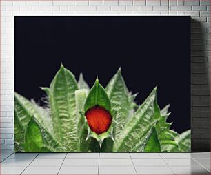 Πίνακας, Close-up of a Plant Bud Κοντινό πλάνο ενός οφθαλμού φυτού