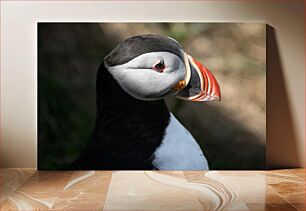 Πίνακας, Close-up of a Puffin Κοντινό πλάνο ενός Puffin