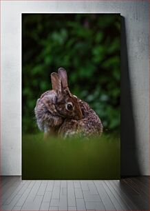 Πίνακας, Close-up of a Rabbit in Nature Κοντινό πλάνο ενός κουνελιού στη φύση