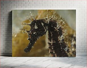 Πίνακας, Close-Up of a Seahorse Κοντινό πλάνο ενός ιππόκαμπου