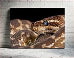 Πίνακας, Close-Up of a Snake Κοντινό πλάνο ενός φιδιού