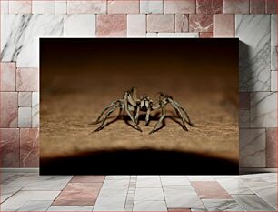 Πίνακας, Close-up of a Spider Κοντινό πλάνο μιας αράχνης