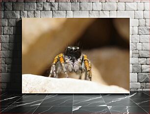 Πίνακας, Close-up of a Spider Κοντινό πλάνο μιας αράχνης