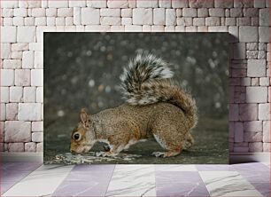 Πίνακας, Close-up of a Squirrel Κοντινό πλάνο ενός σκίουρου