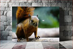 Πίνακας, Close-Up of a Squirrel Κοντινό πλάνο ενός σκίουρου