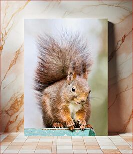 Πίνακας, Close-Up of a Squirrel Κοντινό πλάνο ενός σκίουρου