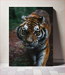 Πίνακας, Close-up of a Tiger in the Wild Κοντινό πλάνο μιας τίγρης στην άγρια ​​φύση