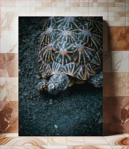 Πίνακας, Close-up of a Tortoise Κοντινό πλάνο μιας χελώνας