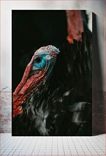 Πίνακας, Close-up of a Turkey Κοντινό πλάνο μιας Τουρκίας