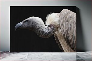 Πίνακας, Close-up of a Vulture Κοντινό πλάνο ενός γύπα