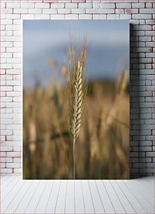 Πίνακας, Close-up of a Wheat Spikelet Κοντινό πλάνο ενός στάχυ σίτου