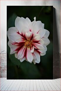 Πίνακας, Close-up of a White and Red Flower Κοντινό πλάνο ενός λευκού και κόκκινου λουλουδιού