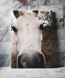 Πίνακας, Close-up of a White Horse Κοντινό πλάνο ενός λευκού αλόγου