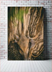 Πίνακας, Close-up of a Young Wild Boar Κοντινό πλάνο ενός νεαρού αγριόχοιρου