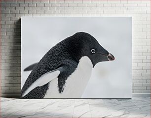 Πίνακας, Close-up of an Adélie Penguin Κοντινό πλάνο ενός πιγκουίνου Adélie