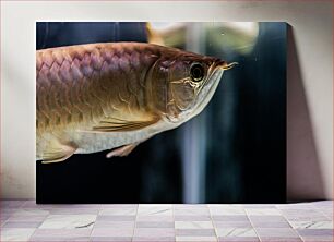 Πίνακας, Close-up of an Arowana Fish Κοντινό πλάνο ενός ψαριού Arowana