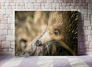 Πίνακας, Close-Up of an Echidna Κοντινό πλάνο μιας Έχιδνας