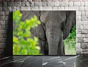 Πίνακας, Close-up of an Elephant Behind Leaves Κοντινό πλάνο ενός ελέφαντα πίσω από τα φύλλα