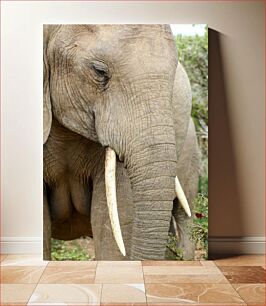 Πίνακας, Close-up of an Elephant Κοντινό πλάνο ενός ελέφαντα