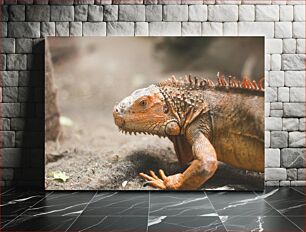 Πίνακας, Close-Up of an Iguana Κοντινό πλάνο ενός ιγκουάνα