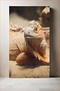 Πίνακας, Close-up of an Iguana Κοντινό πλάνο ενός ιγκουάνα