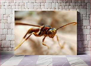 Πίνακας, Close-Up of an Insect Κοντινό πλάνο ενός εντόμου