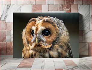 Πίνακας, Close-up of an Owl Κοντινό πλάνο μιας κουκουβάγιας