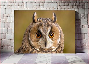 Πίνακας, Close-Up of an Owl Κοντινό πλάνο μιας κουκουβάγιας