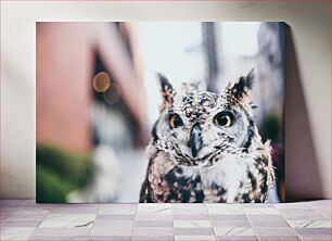 Πίνακας, Close-up of an Owl Κοντινό πλάνο μιας κουκουβάγιας