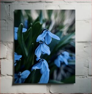 Πίνακας, Close-up of Blue Flowers Κοντινό πλάνο μπλε λουλουδιών