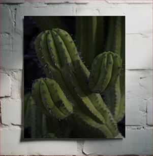 Πίνακας, Close-up of Cactus Κοντινό πλάνο του κάκτου