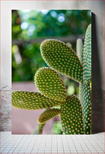 Πίνακας, Close-up of Cactus Plant Κοντινό πλάνο του φυτού κάκτου