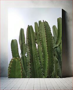 Πίνακας, Close-up of Cactus Plants Κοντινό πλάνο φυτών κάκτων