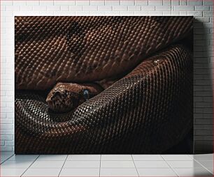 Πίνακας, Close-up of Coiled Snake Κοντινό πλάνο του κουλουριασμένου φιδιού