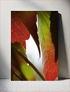 Πίνακας, Close-up of Colorful Leaves Κοντινό πλάνο με πολύχρωμα φύλλα