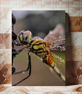 Πίνακας, Close-up of Dew-covered Dragonfly Κοντινό πλάνο Dragonfly καλυμμένη με δροσιά