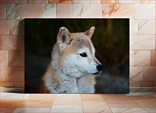 Πίνακας, Close-up of Dog Κοντινό πλάνο του σκύλου