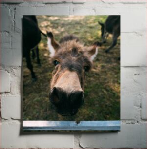 Πίνακας, Close-up of Donkey Κοντινό πλάνο του γαϊδάρου