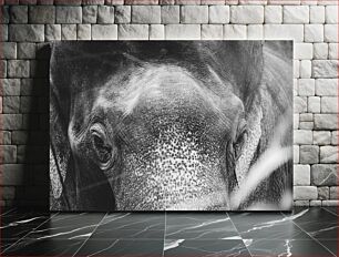 Πίνακας, Close-Up of Elephant in Black and White Κοντινό πλάνο του ελέφαντα σε ασπρόμαυρο